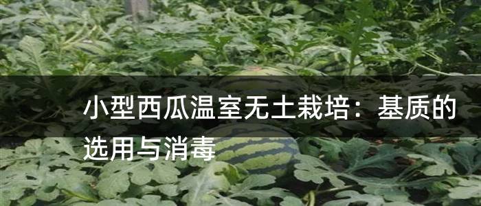 小型西瓜温室无土栽培：基质的选用与消毒