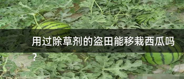 用过除草剂的盗田能移栽西瓜吗？