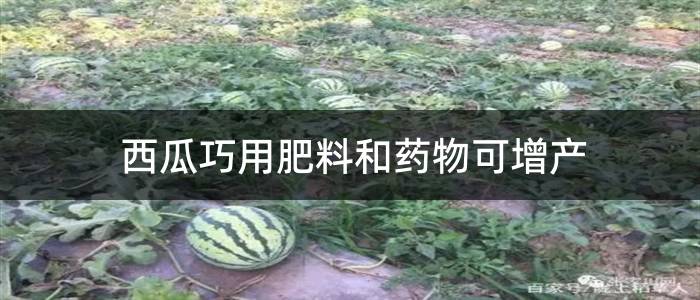 西瓜巧用肥料和药物可增产