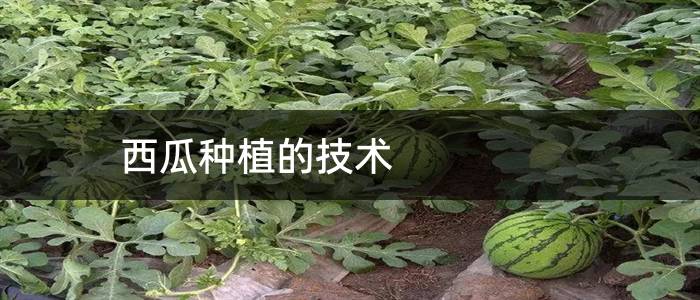 西瓜种植的技术