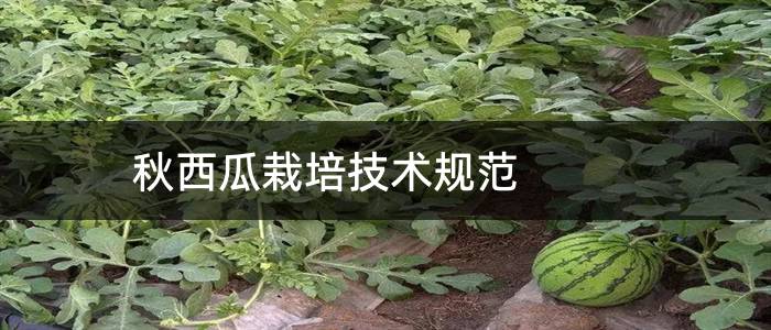 秋西瓜栽培技术规范