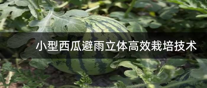 小型西瓜避雨立体高效栽培技术