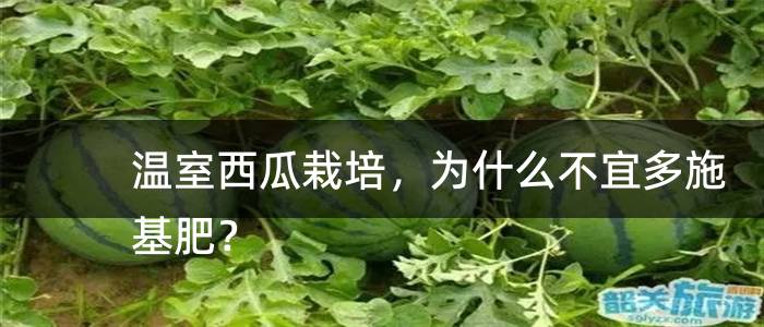 温室西瓜栽培，为什么不宜多施基肥？
