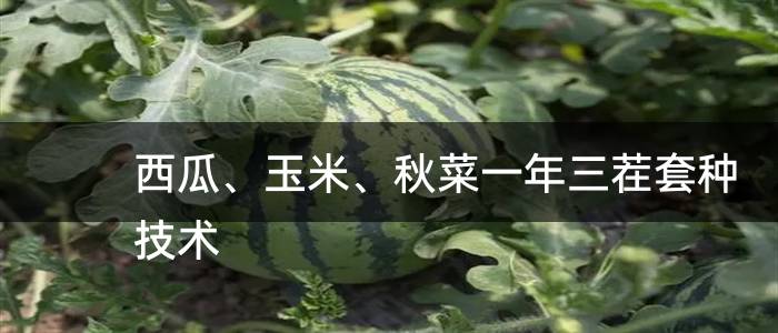 西瓜、玉米、秋菜一年三茬套种技术