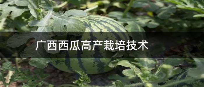 广西西瓜高产栽培技术