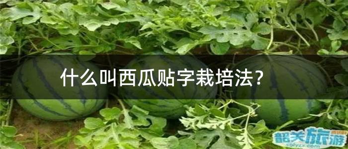 什么叫西瓜贴字栽培法？