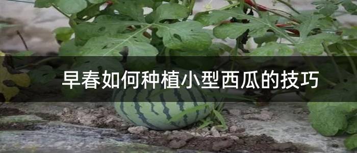 早春如何种植小型西瓜的技巧