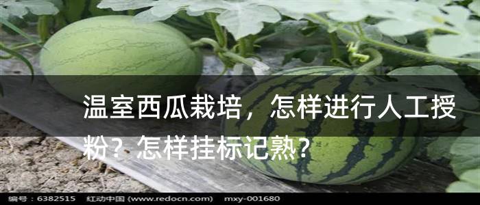 温室西瓜栽培，怎样进行人工授粉？怎样挂标记熟？