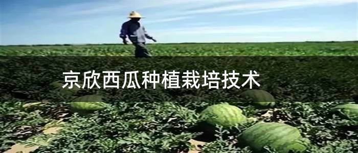 京欣西瓜种植栽培技术