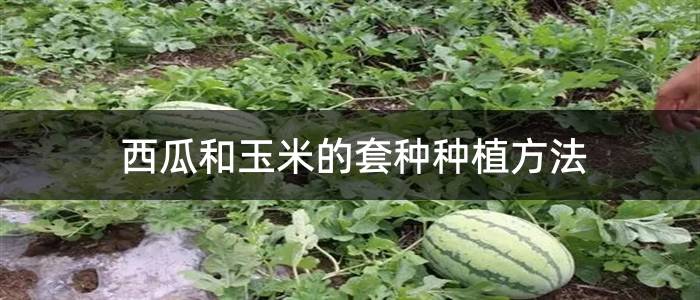西瓜和玉米的套种种植方法