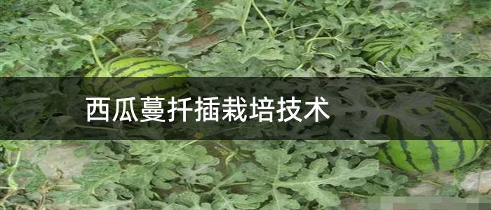 西瓜蔓扦插栽培技术
