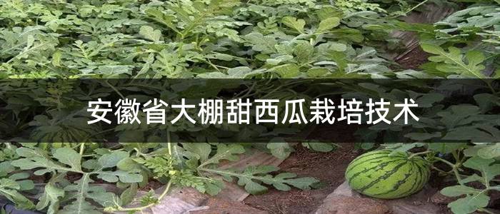 安徽省大棚甜西瓜栽培技术