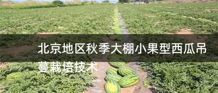 北京地区秋季大棚小果型西瓜吊蔓栽培技术