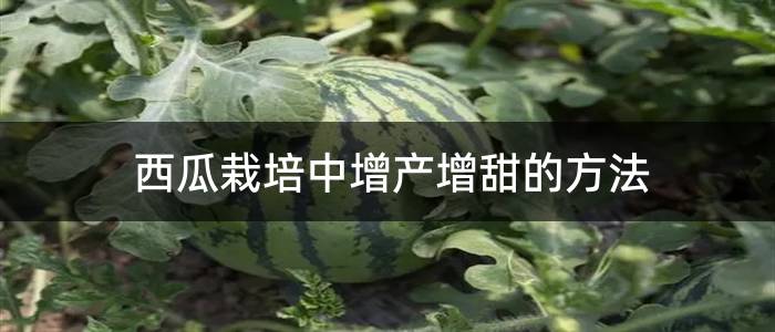 西瓜栽培中增产增甜的方法
