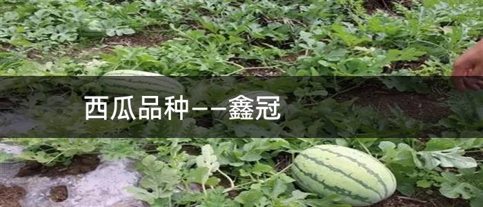 西瓜品种――鑫冠