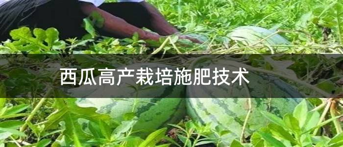 西瓜高产栽培施肥技术
