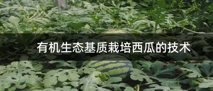 有机生态基质栽培西瓜的技术