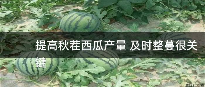 提高秋茬西瓜产量 及时整蔓很关键