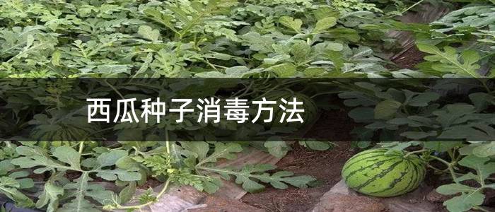 西瓜种子消毒方法