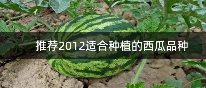 推荐2012适合种植的西瓜品种