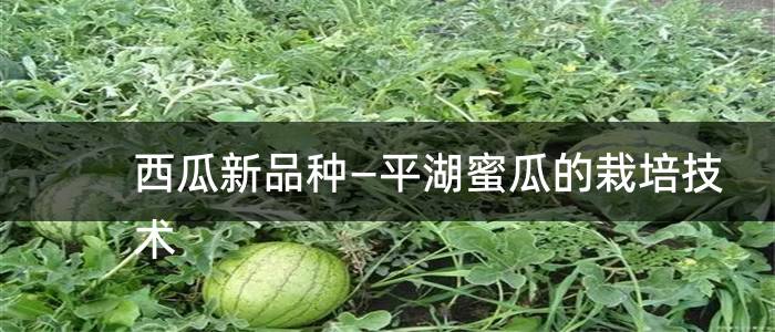 西瓜新品种—平湖蜜瓜的栽培技术
