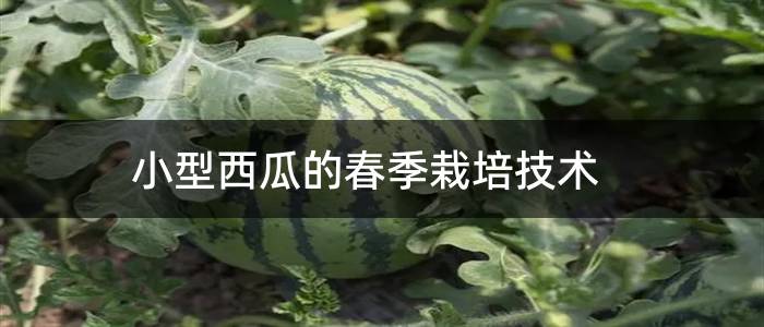 小型西瓜的春季栽培技术