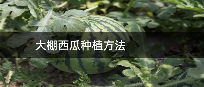 大棚西瓜种植方法