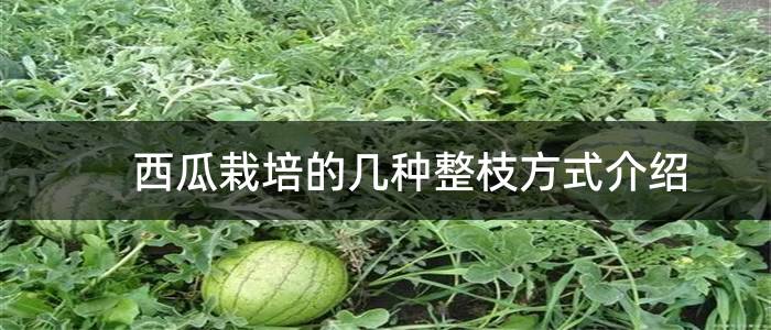 西瓜栽培的几种整枝方式介绍