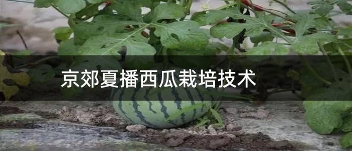 京郊夏播西瓜栽培技术