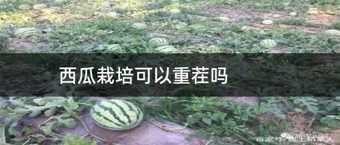 西瓜栽培可以重茬吗