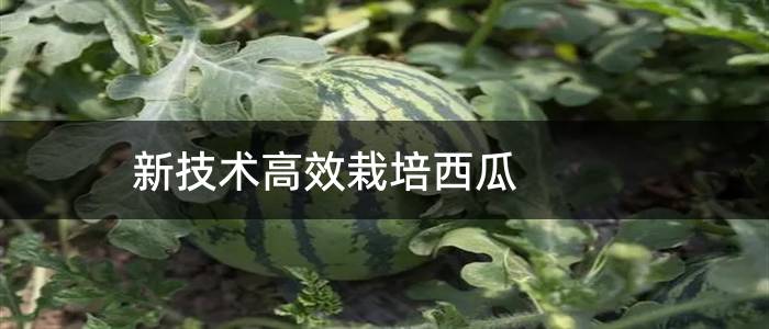 新技术高效栽培西瓜