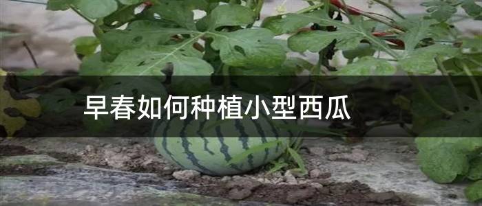 早春如何种植小型西瓜