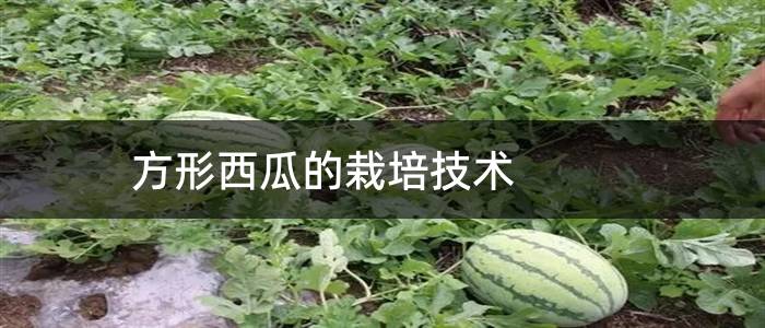 方形西瓜的栽培技术