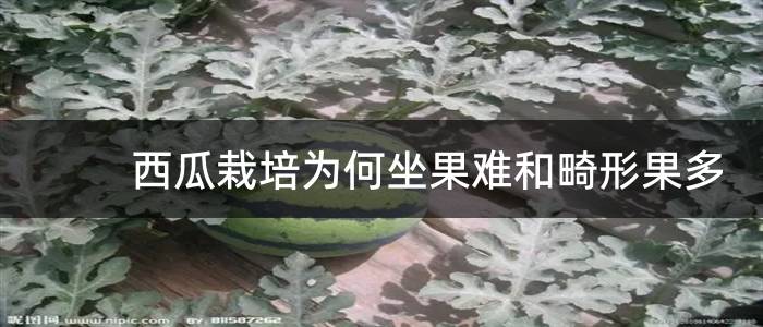 西瓜栽培为何坐果难和畸形果多