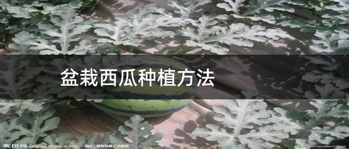 盆栽西瓜种植方法