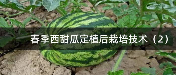 春季西甜瓜定植后栽培技术（2）