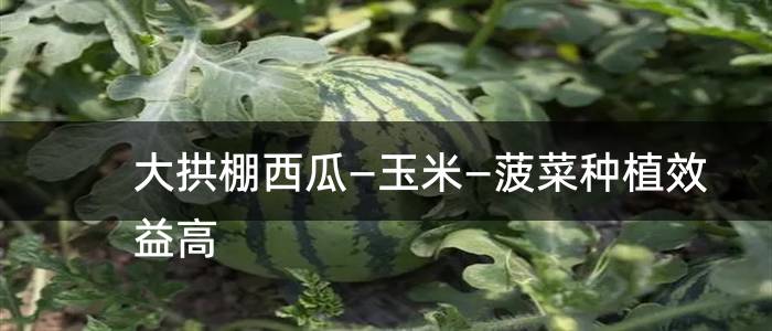 大拱棚西瓜—玉米—菠菜种植效益高
