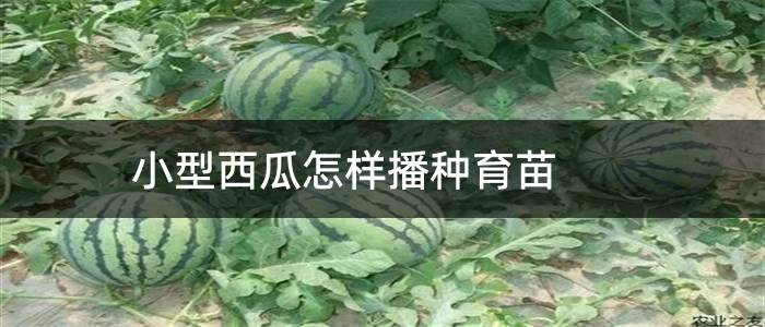 小型西瓜怎样播种育苗