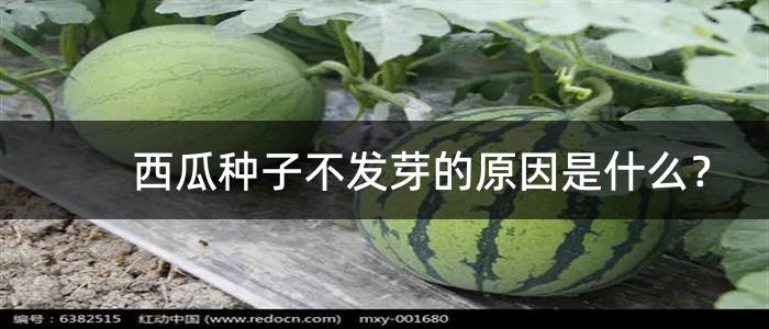 西瓜种子不发芽的原因是什么？