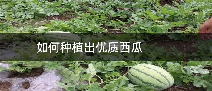 如何种植出优质西瓜