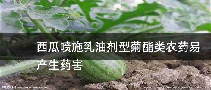 西瓜喷施乳油剂型菊酯类农药易产生药害
