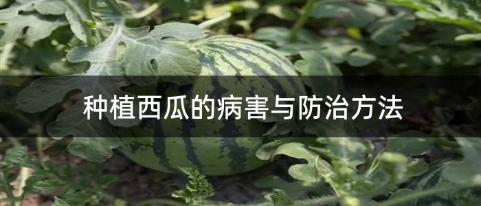 种植西瓜的病害与防治方法