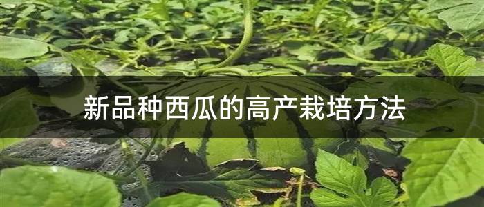 新品种西瓜的高产栽培方法
