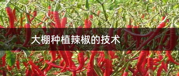 大棚种植辣椒的技术