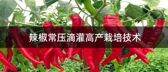 辣椒常压滴灌高产栽培技术