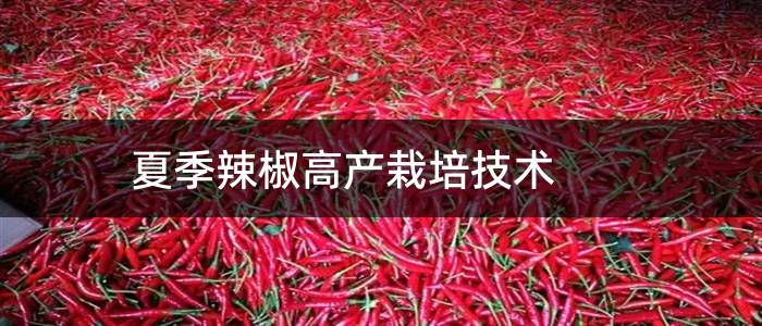 夏季辣椒高产栽培技术