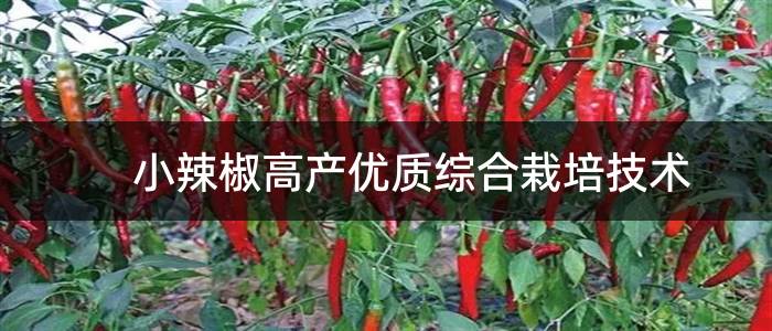 小辣椒高产优质综合栽培技术