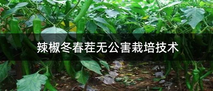 辣椒冬春茬无公害栽培技术