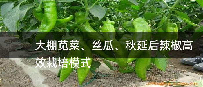 大棚苋菜、丝瓜、秋延后辣椒高效栽培模式