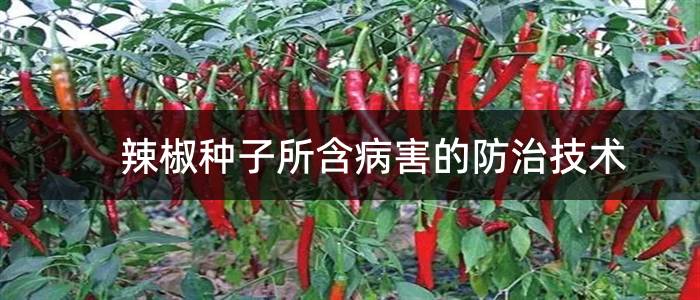 辣椒种子所含病害的防治技术